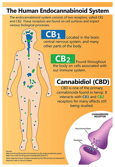 Human Endocannabinoid System