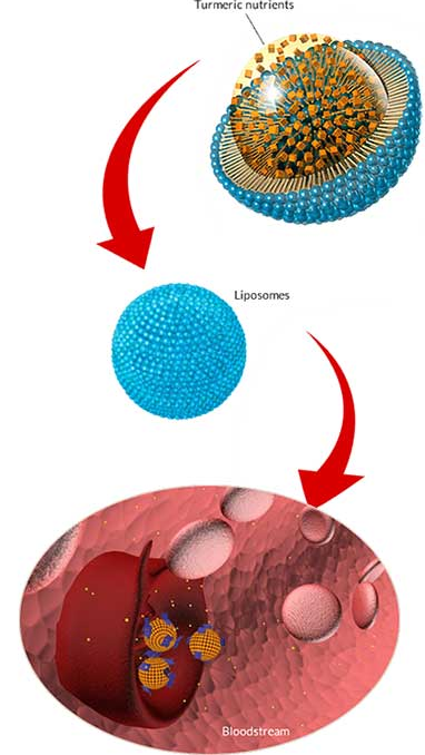 Nutrients Diagram